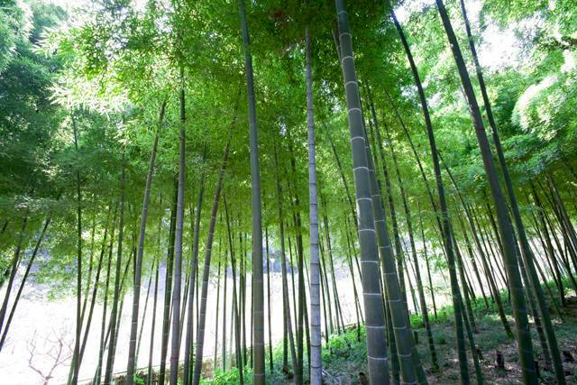 横浜市児童遊園地_竹林.jpg