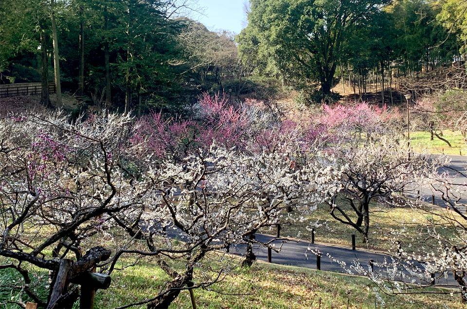 横浜市児童遊園地_梅林4.jpg