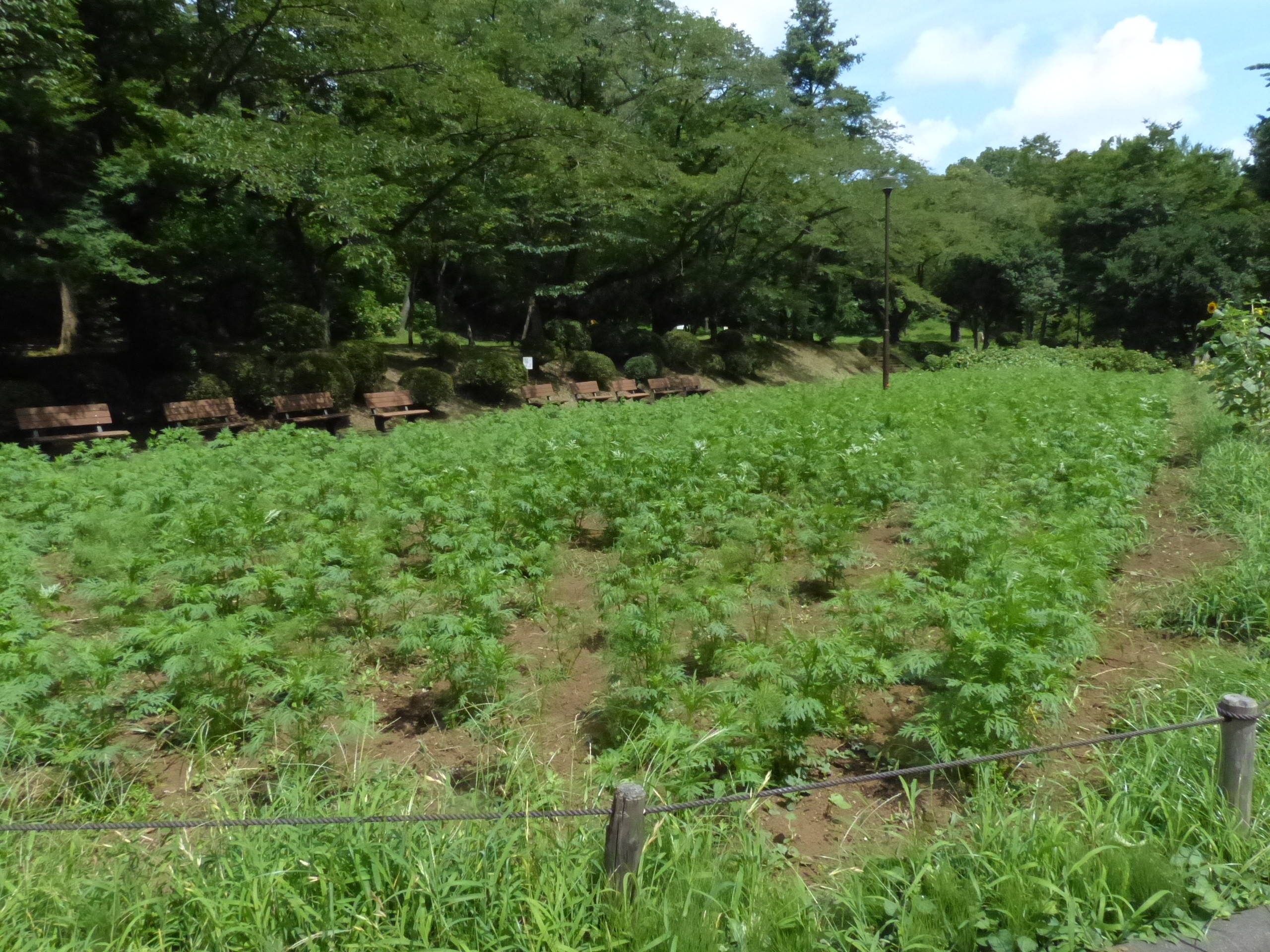 児童遊園地の花畑ではジニア開花中です ブログ 横浜市児童遊園地公式サイト 公益財団法人 横浜市緑の協会 児童遊園地の花畑ではジニア開花中です ブログ 横浜市児童遊園地公式サイト 公益財団法人 横浜市緑の協会
