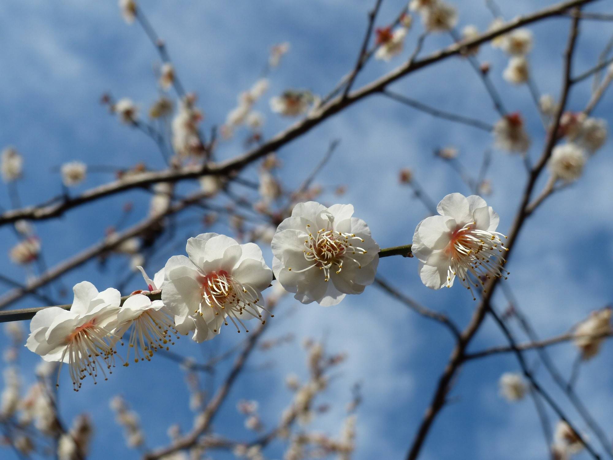 P1410431.jpg