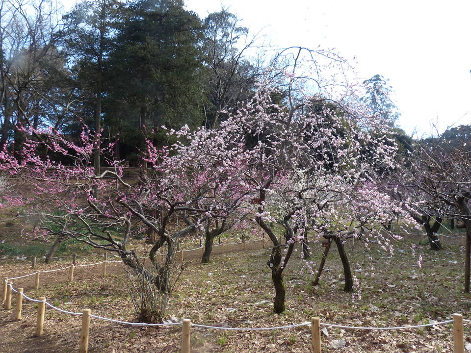 P1410444.jpg