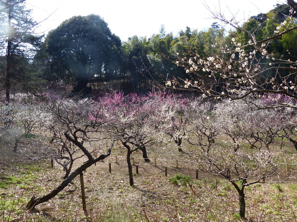 P1410460.jpg