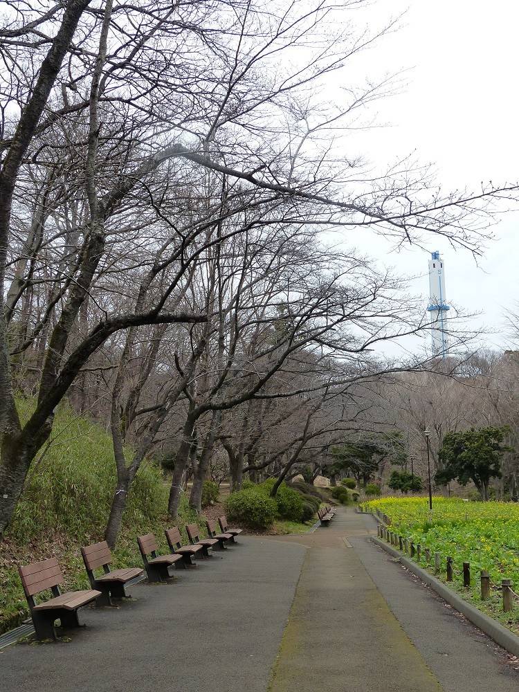 桜170315.jpg