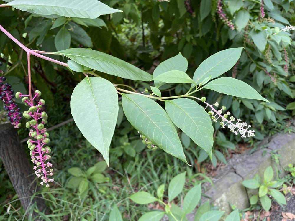 ヴェロヴァ 小さな花 【期間限定特価】 - agrimin.wp.gov.lk