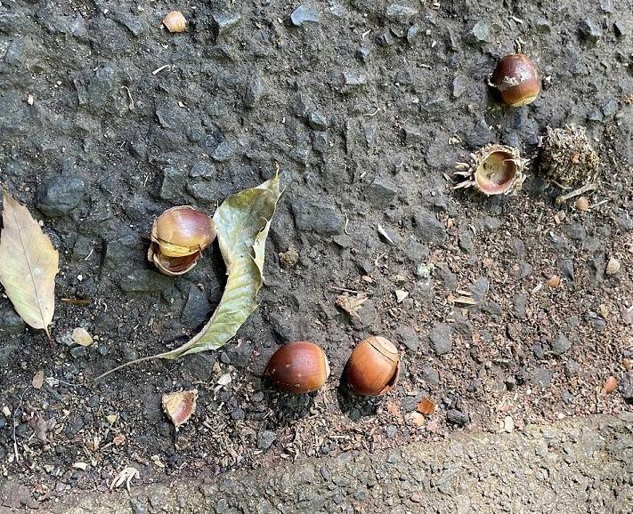 IMG_1884クヌギ.jpg