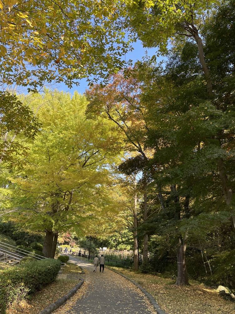 イチョウ.jpg