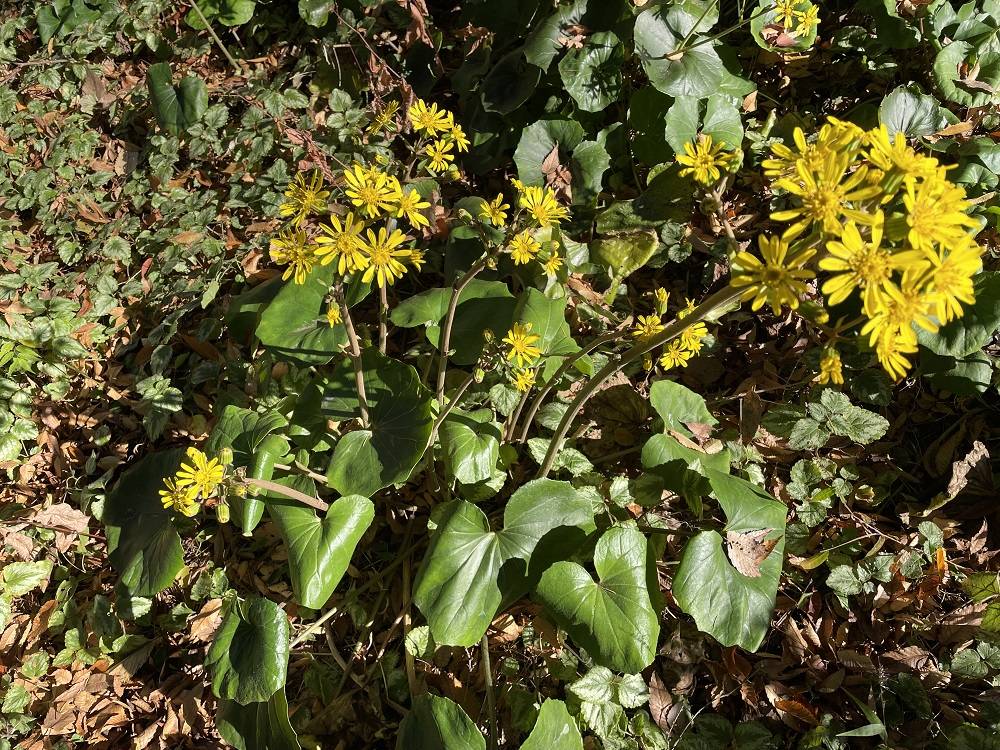 IMG_2356 - コピー.jpg