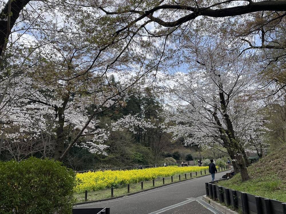 2025桜開花情報【4月5日号】|桜開花|ブログ|横浜市児童遊園地 2025桜開花情報【4月5日号】|桜開花|ブログ|横浜市児童遊園地