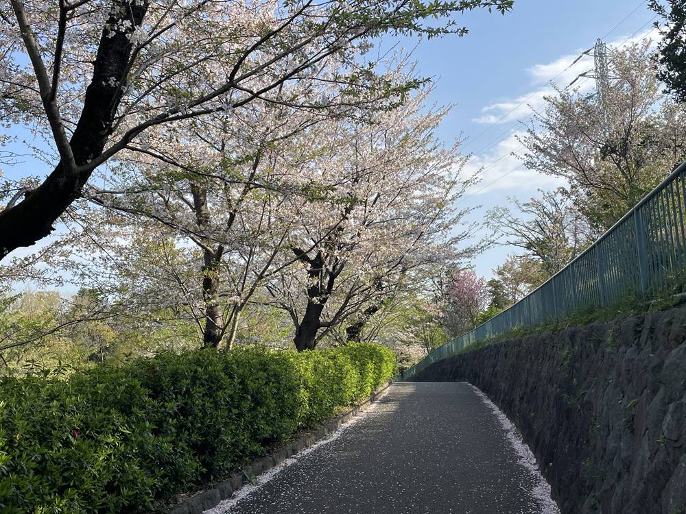 2025桜開花情報【4月10日号】桜吹雪|桜開花|ブログ|横浜市児童 2025桜開花情報【4月10日号】桜吹雪|桜開花|ブログ|横浜市児童