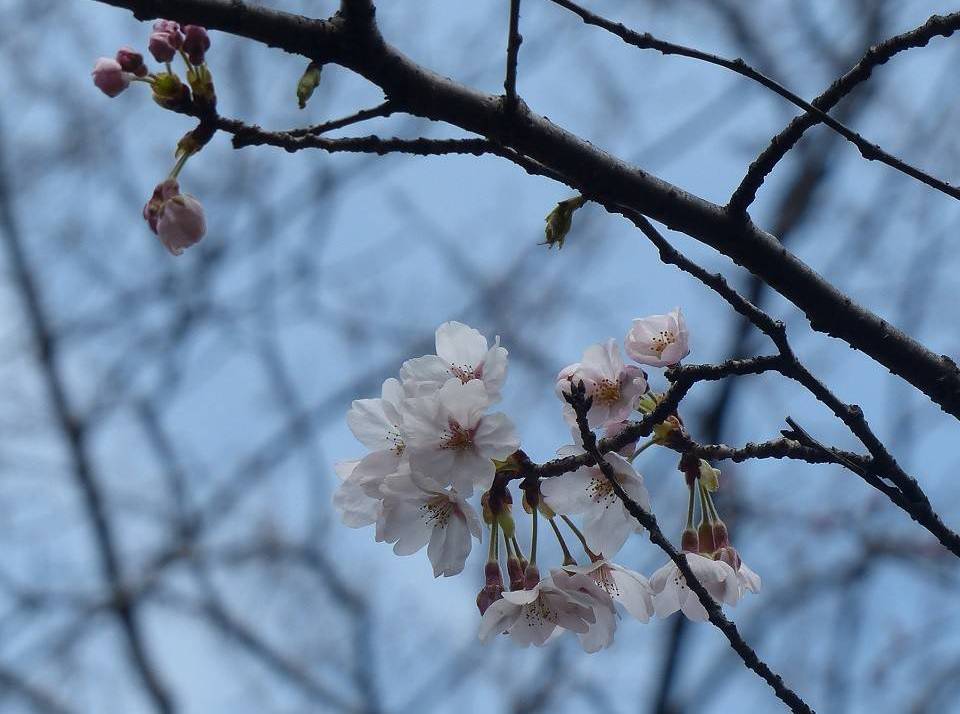 桜170402(3).jpg