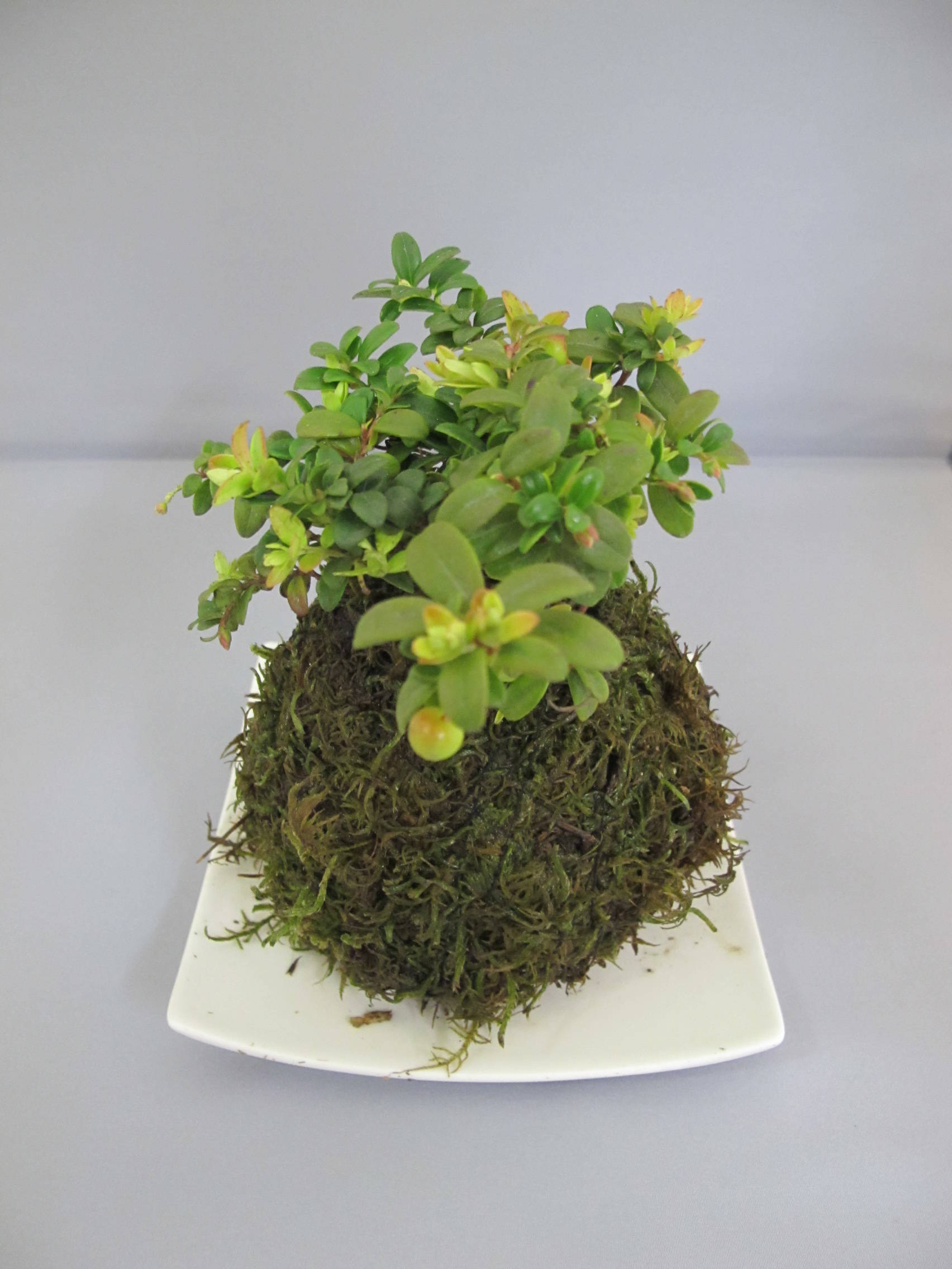 「苔玉作り」の写真