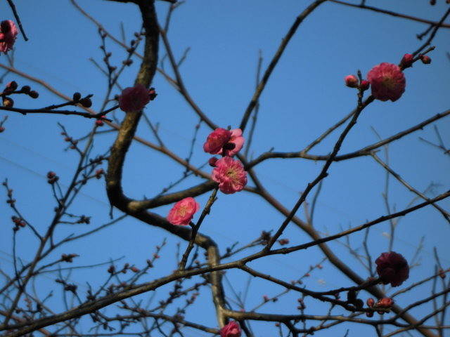 「今年もよろしくお願いいたします!!」の写真