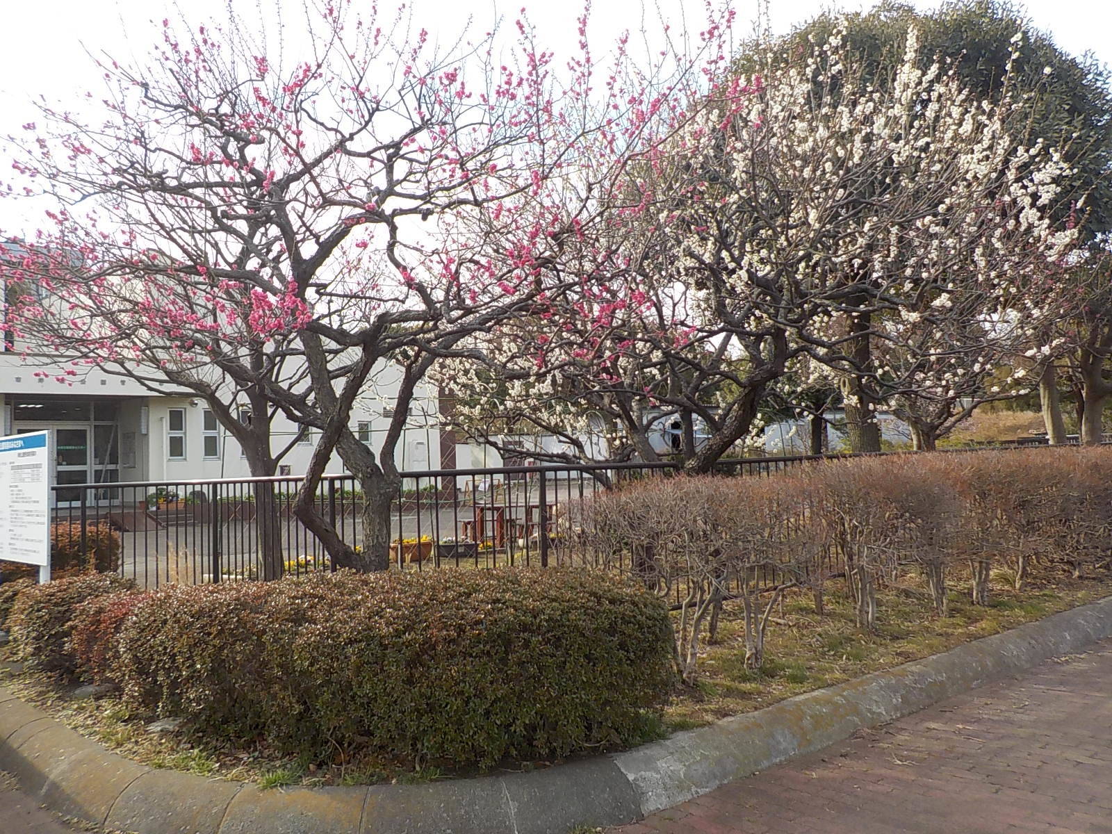 「梅の花✿」の写真