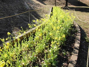 朝晩は、まだまだ冷えますが。。。