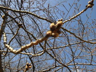 桜前線（№１）