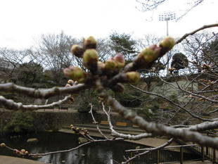 桜前線（№２）