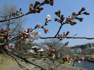 桜前線（№４）