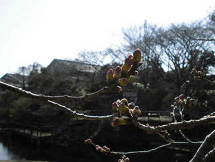 桜前線（№３）