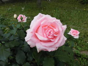 『はまみらい』が見頃です