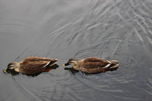 篠原池の野鳥観察