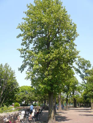 「ユリノキ」が見ごろです