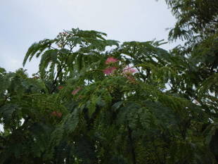 ネムノキが開花！