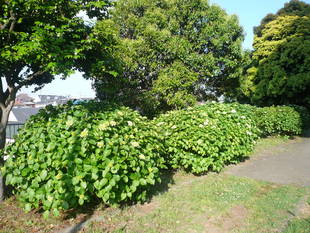 アジサイが咲き始めました