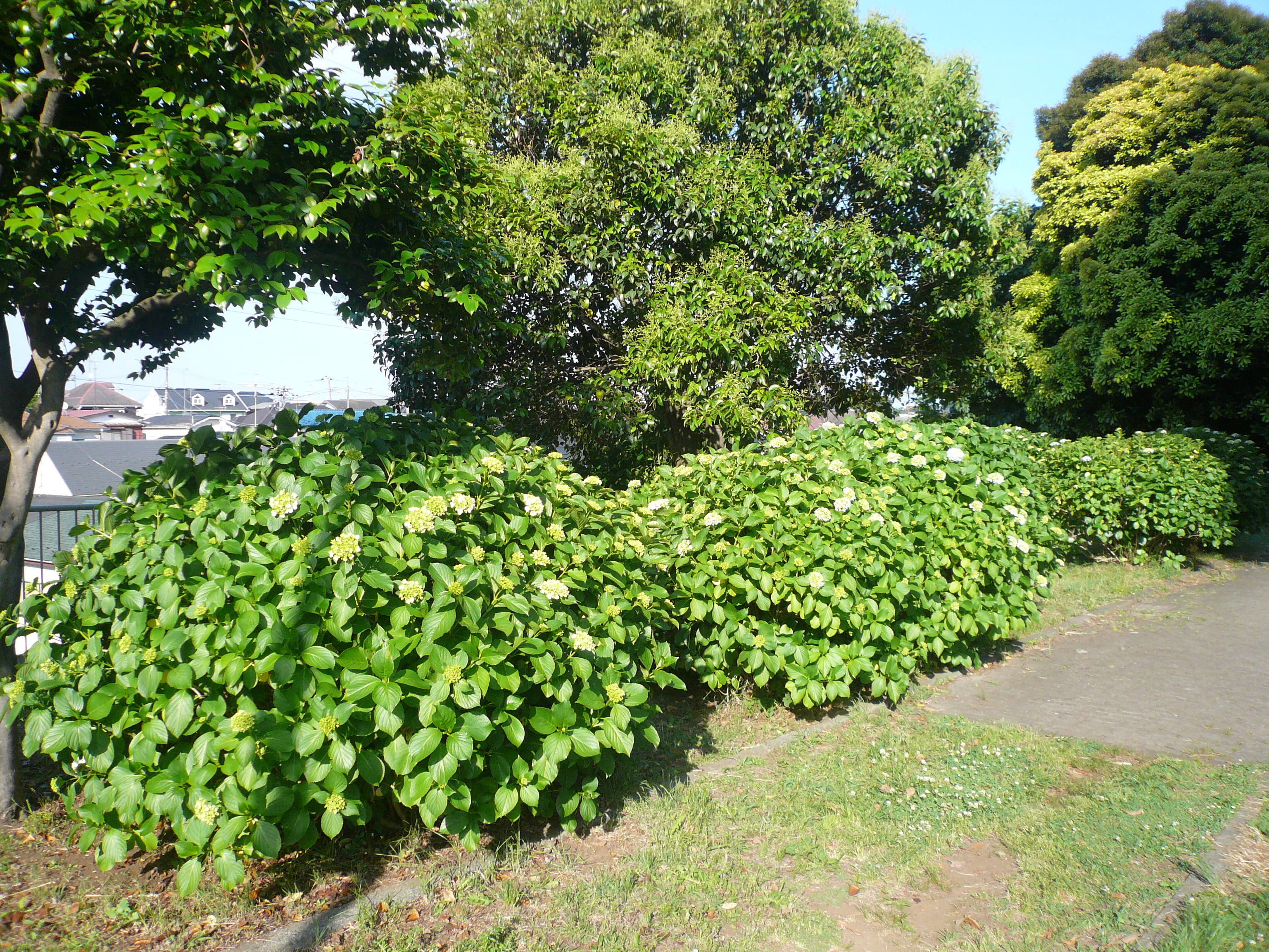 アジサイが咲き始めましたの写真