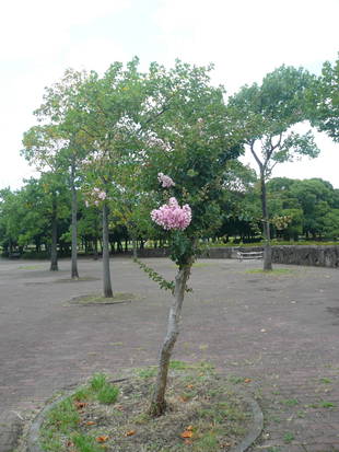 サルスベリが咲いています