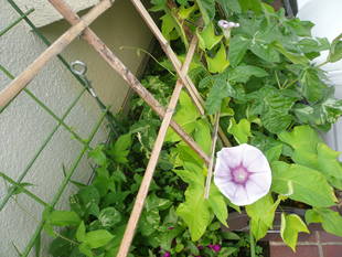 暑中お見舞い申し上げます