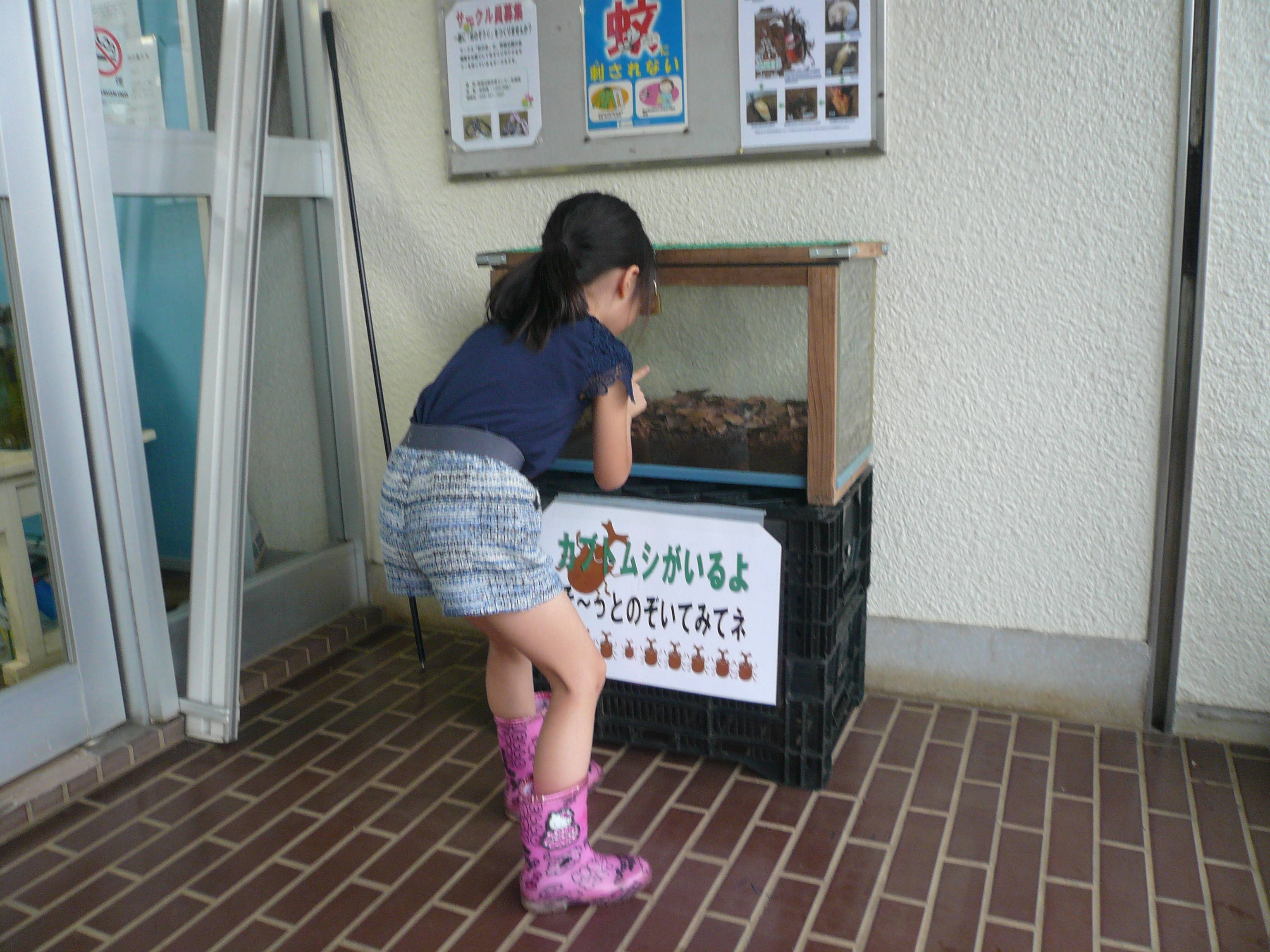 カブトムシの展示していますの写真