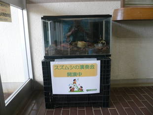 スズムシの展示しています