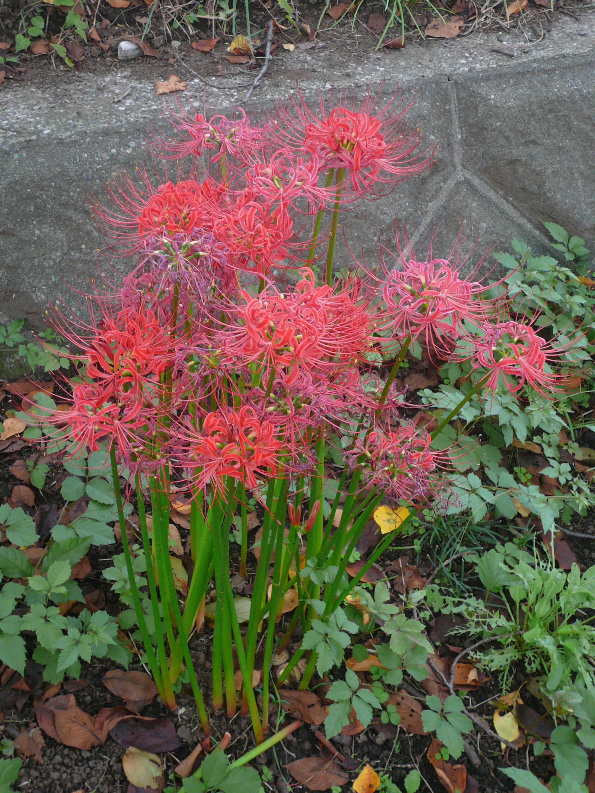 秋のお彼岸ですの写真