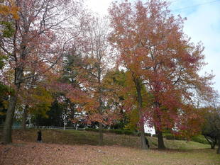 深まる秋を楽しんで！