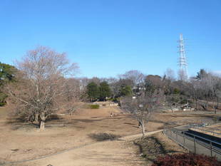 寒中お見舞い申し上げます