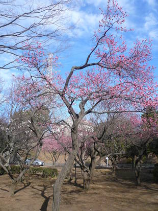 梅の花が咲いています