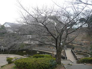 桜前線（№１）