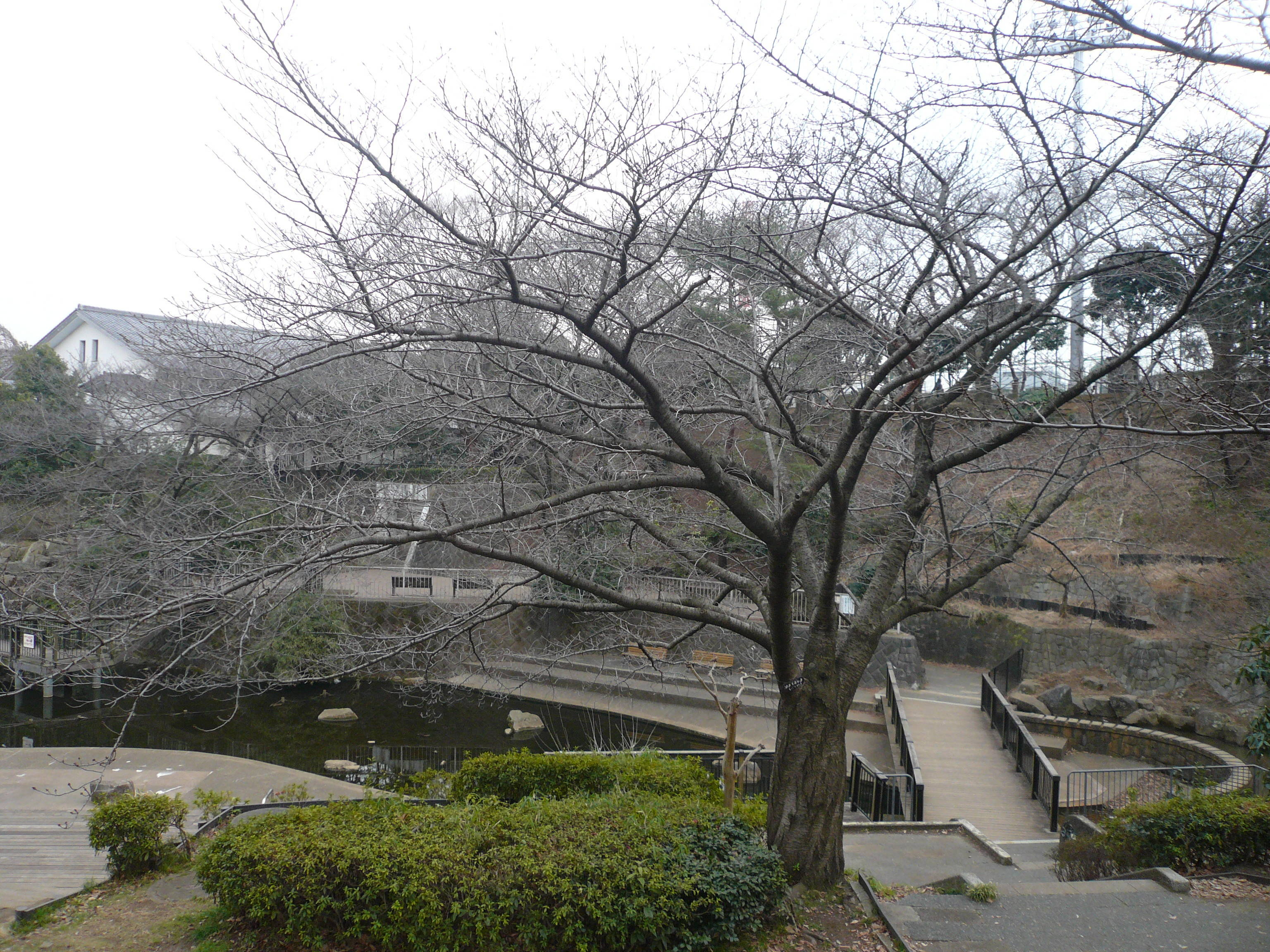 桜前線（№１）の写真