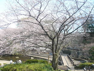 桜前線（№５）