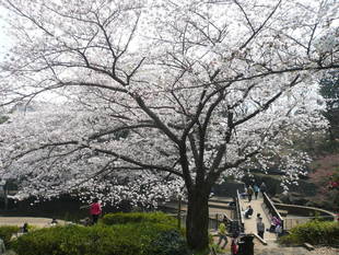 桜前線（№６）