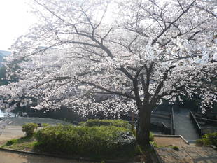 桜前線（№７）