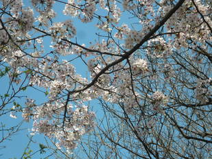 桜前線（№８）