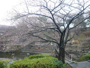 桜前線（№４）