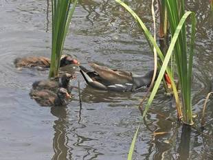 【岸根公園】バンの赤ちゃん