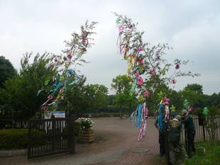 【岸根公園】七夕飾り