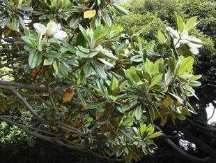 【岸根公園】見頃を迎えました