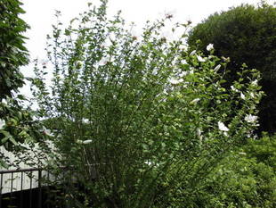 【岸根公園】お花の紹介