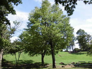 【岸根公園】桂の葉