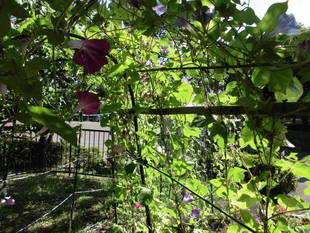 【岸根公園】残暑お見舞い申し上げます