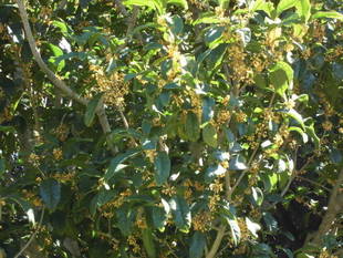 【岸根公園】キンモクセイ